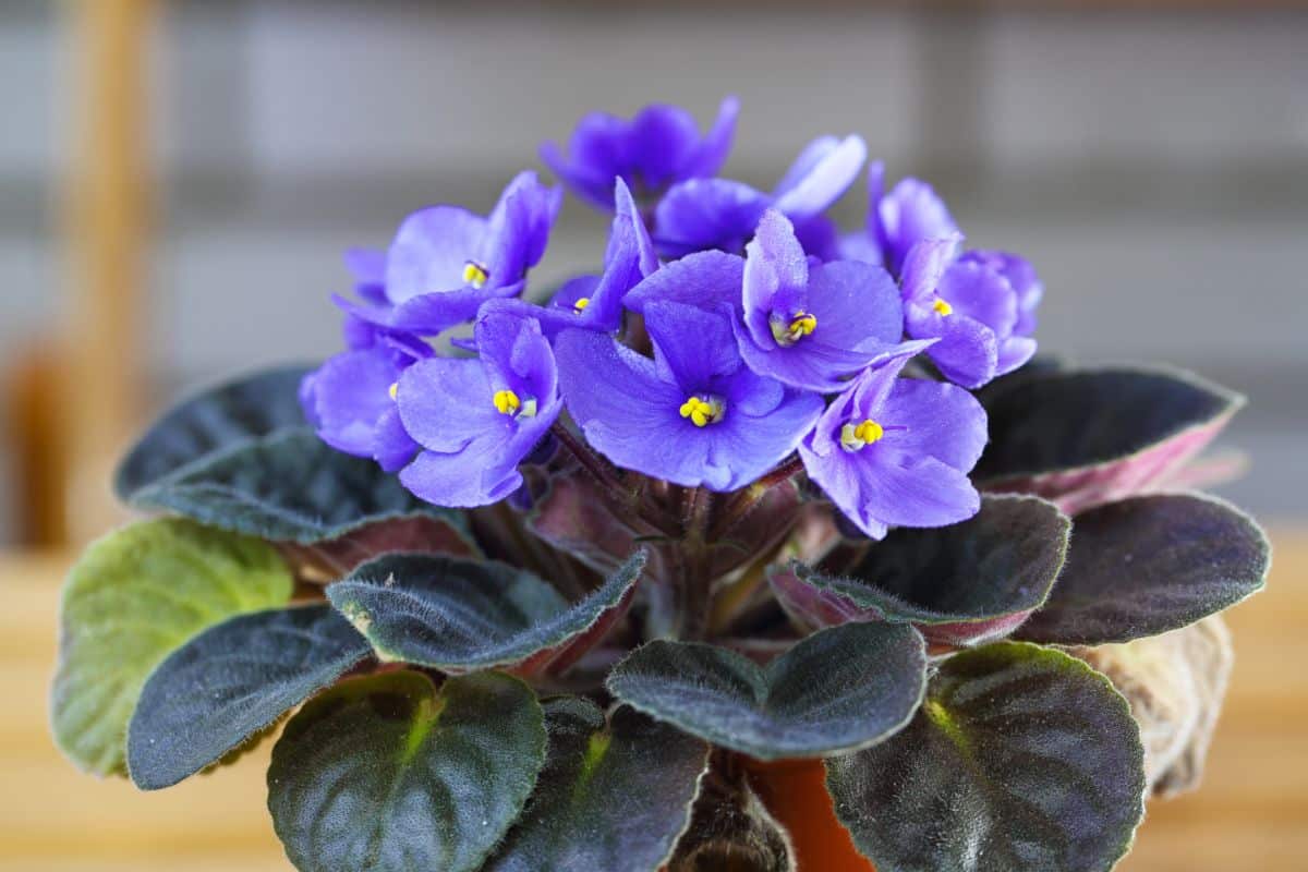 A purple flowering African violet plant