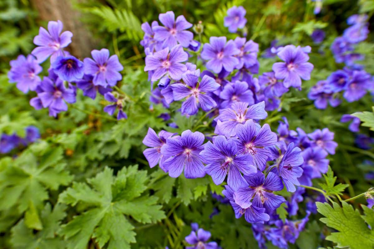 Periwinkle colored hardy geraniums in bloom