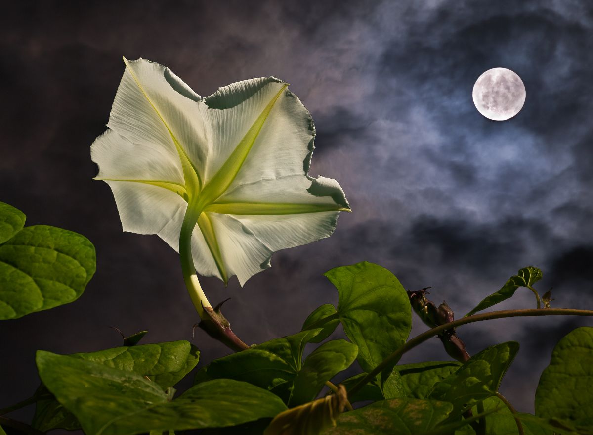 A large white moonflower open at night