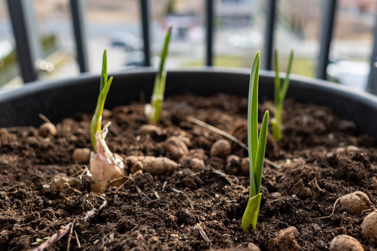 Garlic growing in a container garden