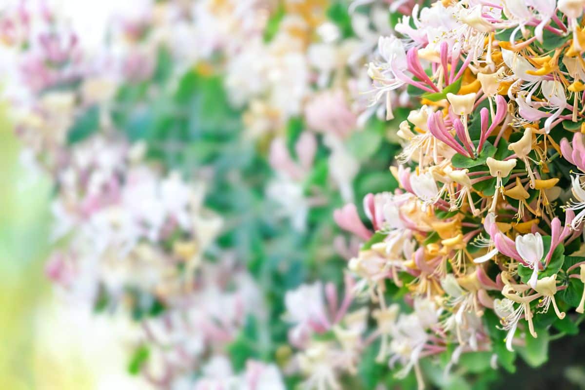 Pink and white honeysuckle flowers
