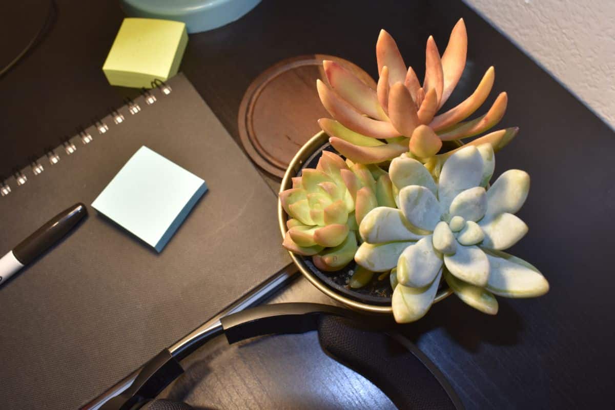 A nicely potted trio of succulent plants