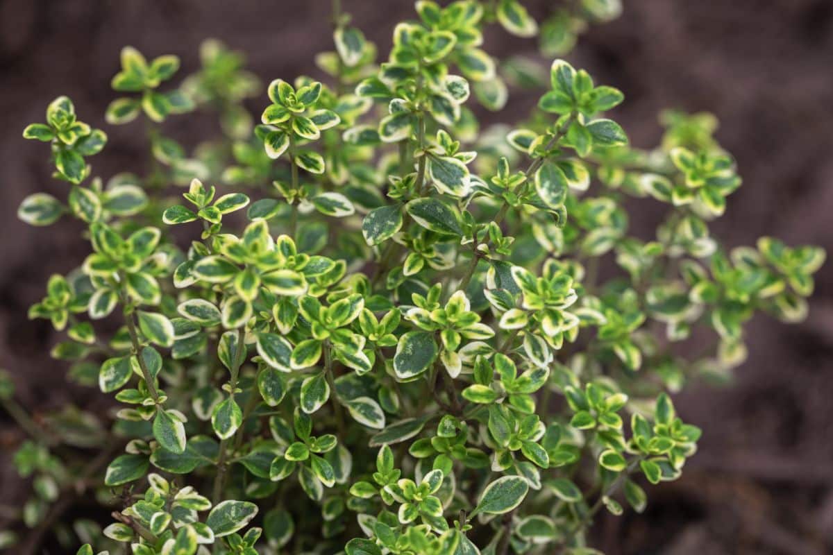 Variegated thyme to grow with roses