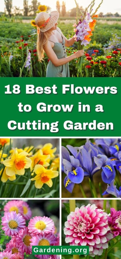 18 Best Flowers to Grow in a Cutting Garden pinterest image.