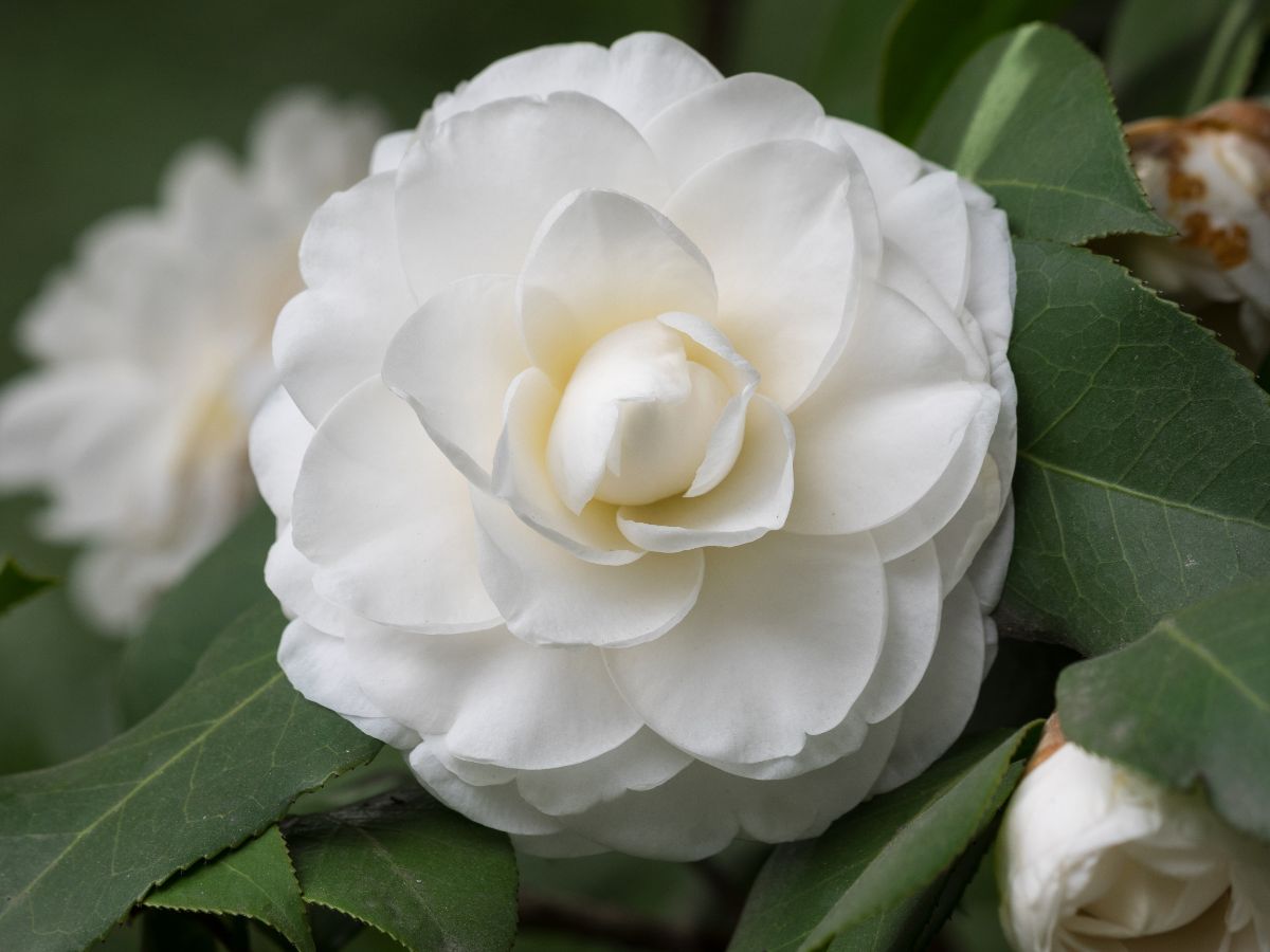 A white blooming camelia flower