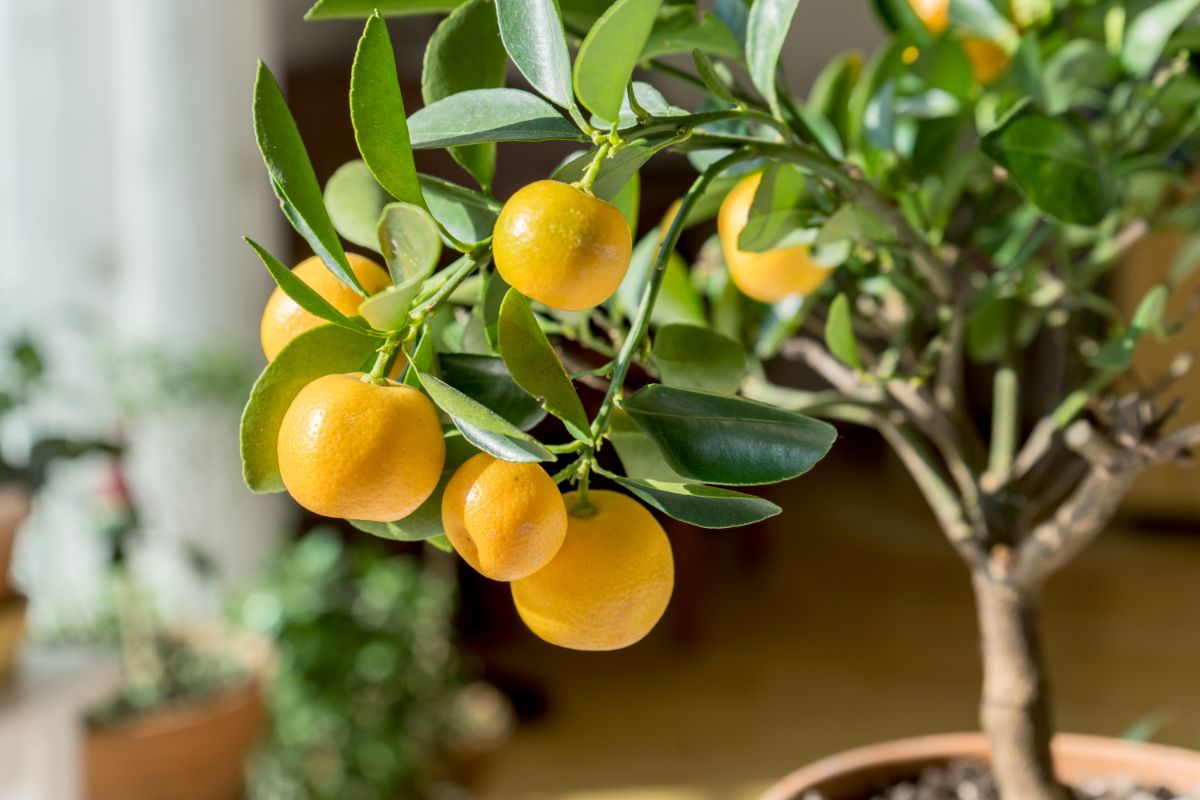 Dwarf citrus growing in a container