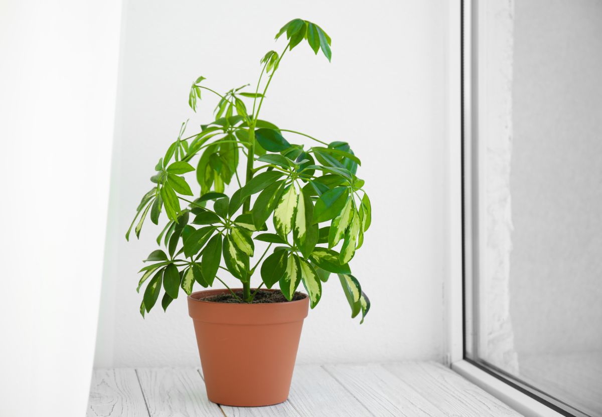 A dwarf umbrella plant in an office window