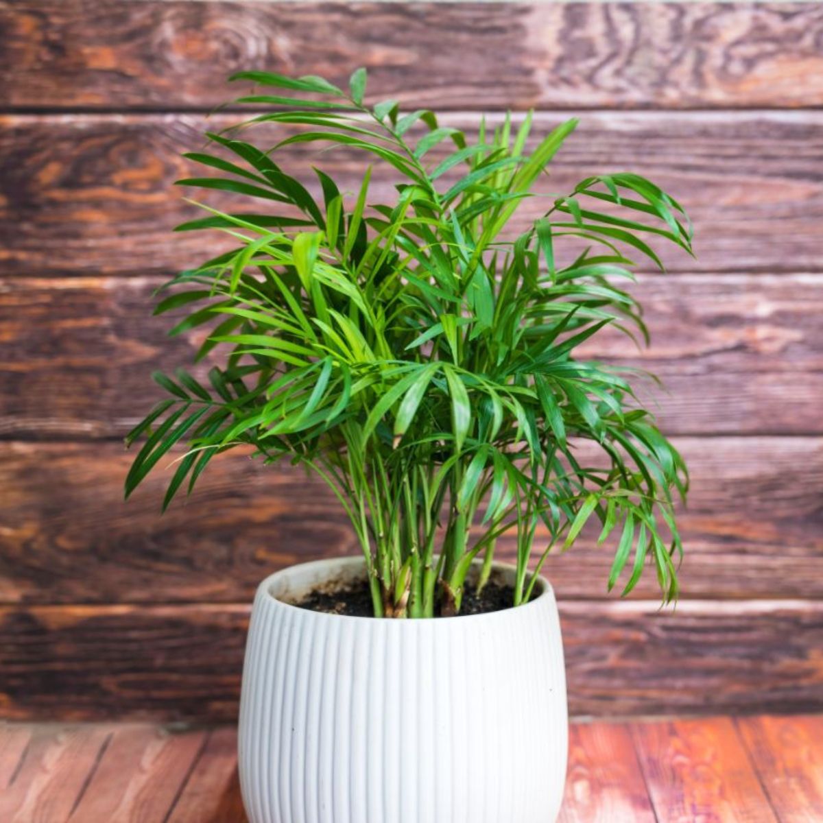 Parlor palm grows in a white pot on a wooden table.