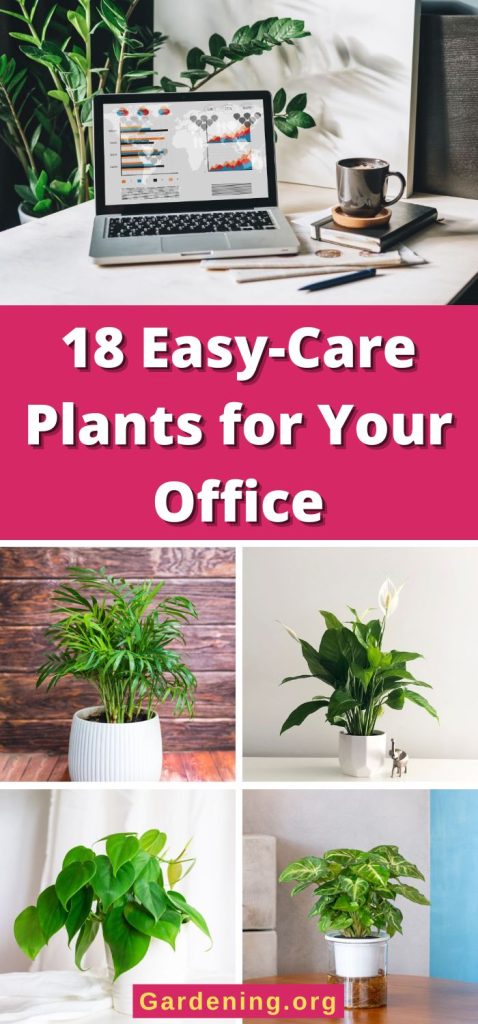 18 Easy-Care Plants for Your Office pinterest image.