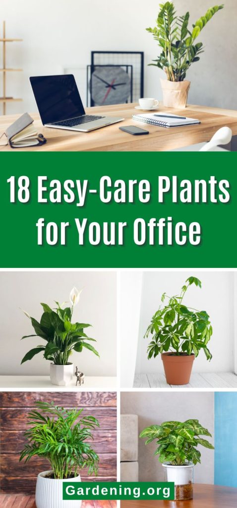 18 Easy-Care Plants for Your Office pinterest image.