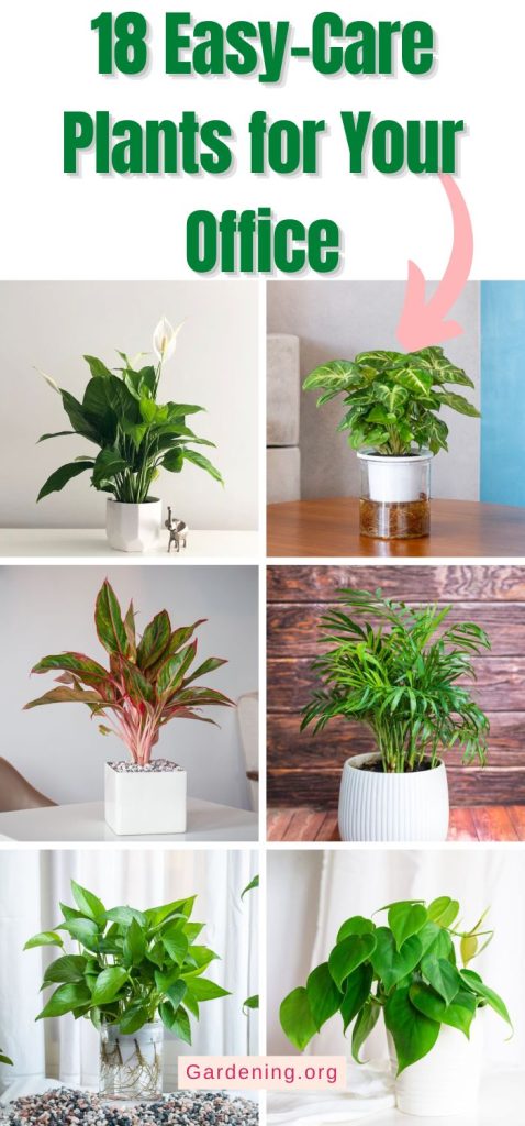 18 Easy-Care Plants for Your Office pinterest image.