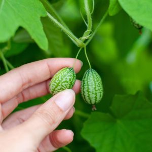 A hand touching two tiny cucamelons hanging on a stem.