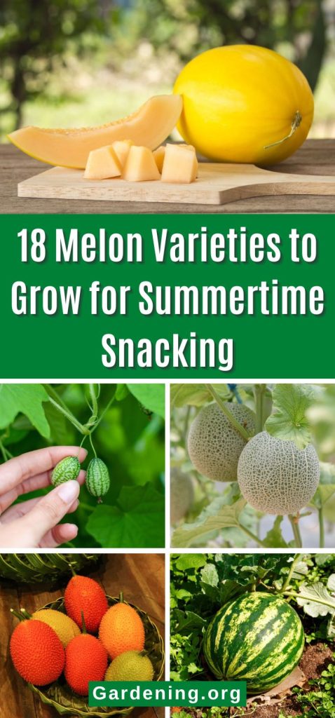 18 Melon Varieties to Grow for Summertime Snacking pinterest image.