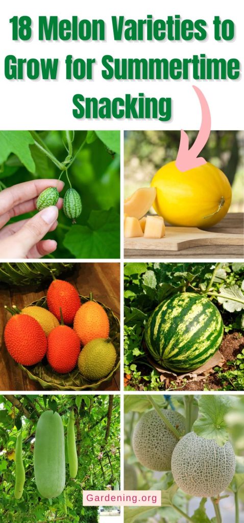18 Melon Varieties to Grow for Summertime Snacking pinterest image.