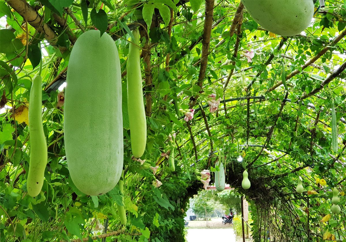 Winter melons hanging from an overhead trellis