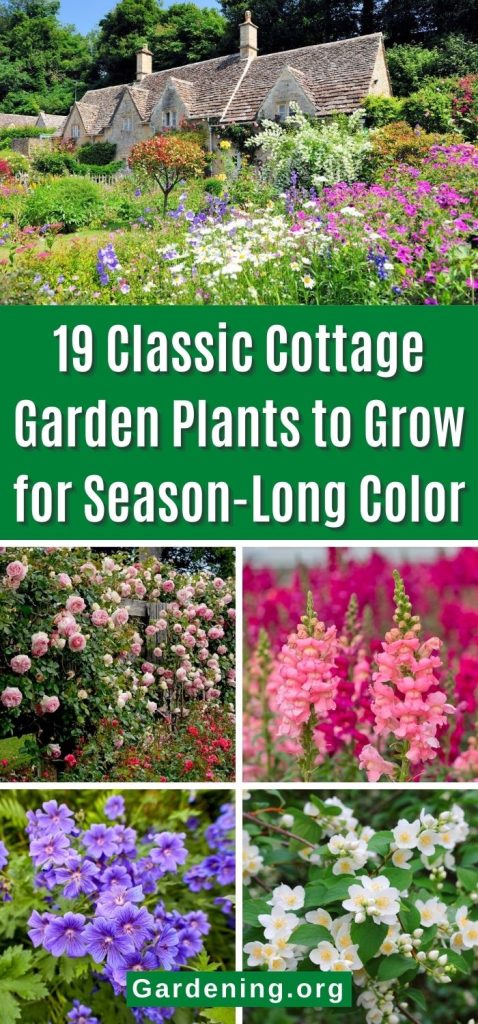 19 Classic Cottage Garden Plants to Grow for Season-Long Color pinterest image.