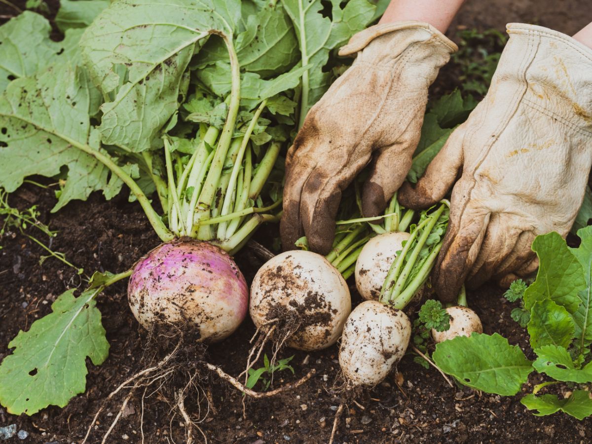 Turnips grown in a container garden