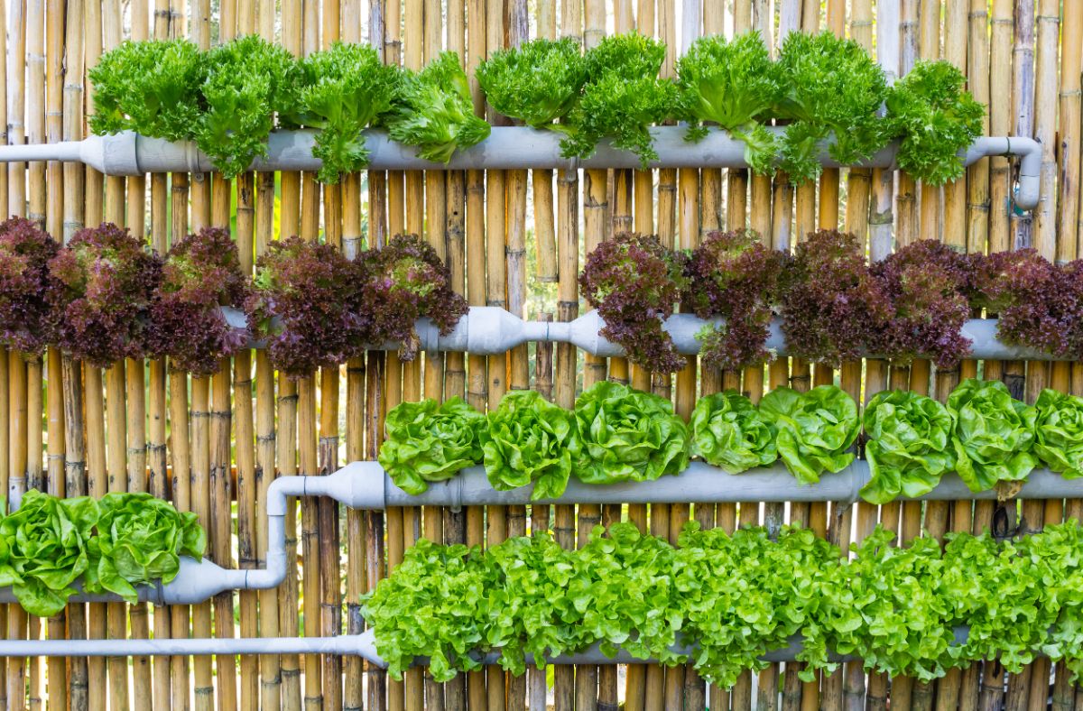 A vertical garden growing along a bamboo wall