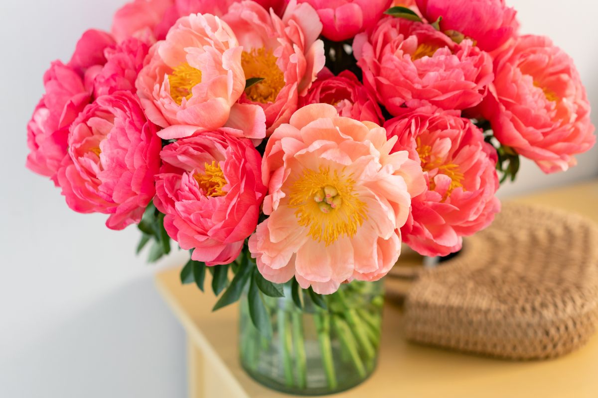 A vase full of lush peony flowers