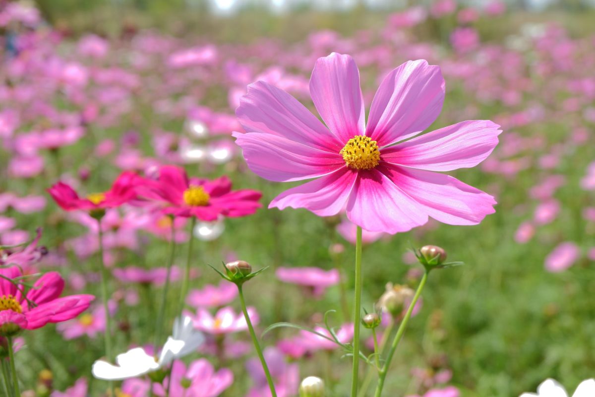 White and pink cosmos in a flower garden