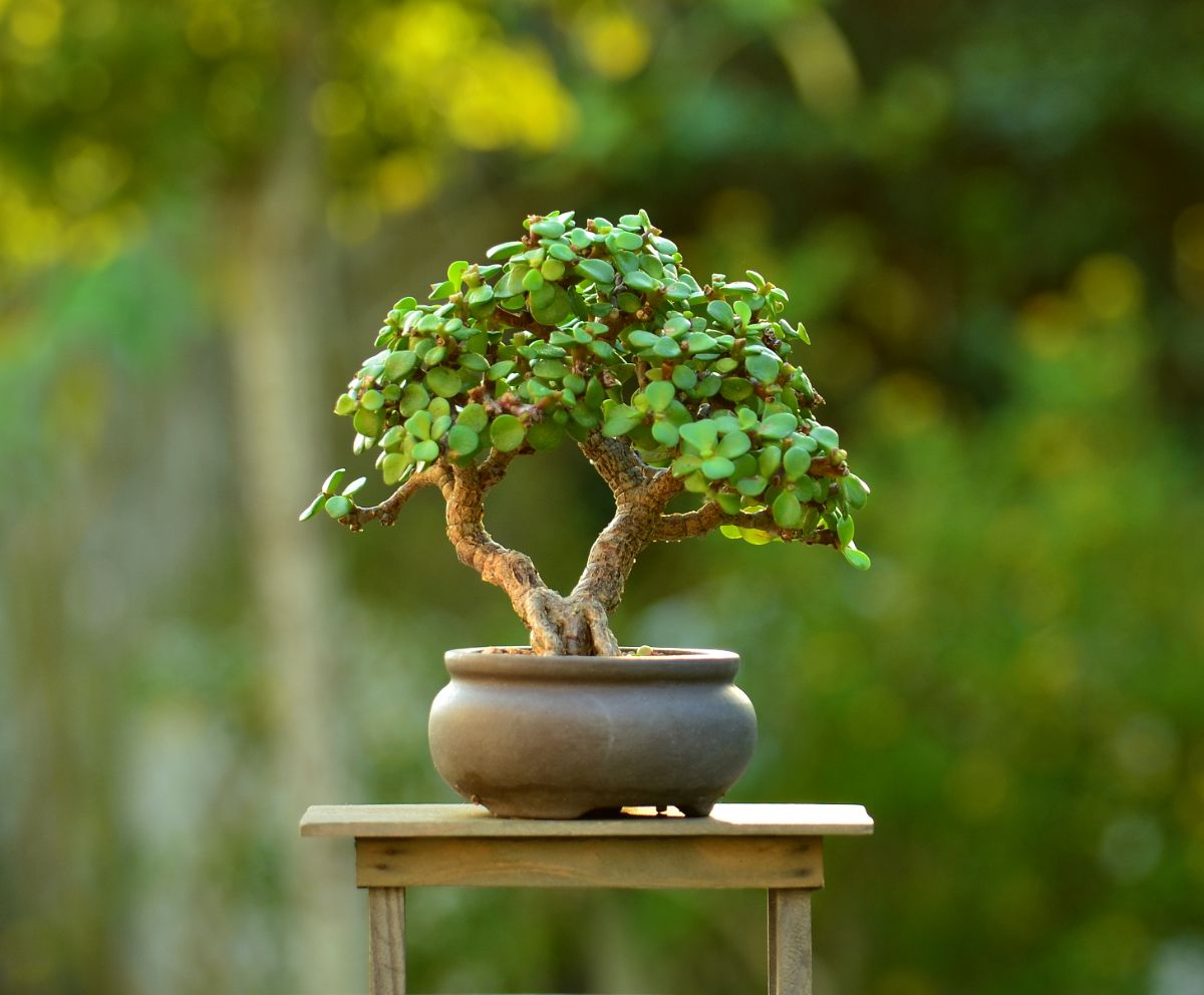 An elephant bush bonsai tree