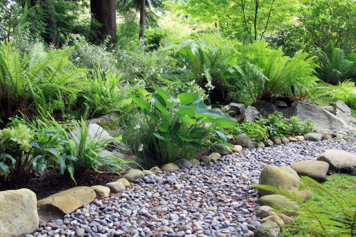 Ferns planted in shade in a Japanese garden