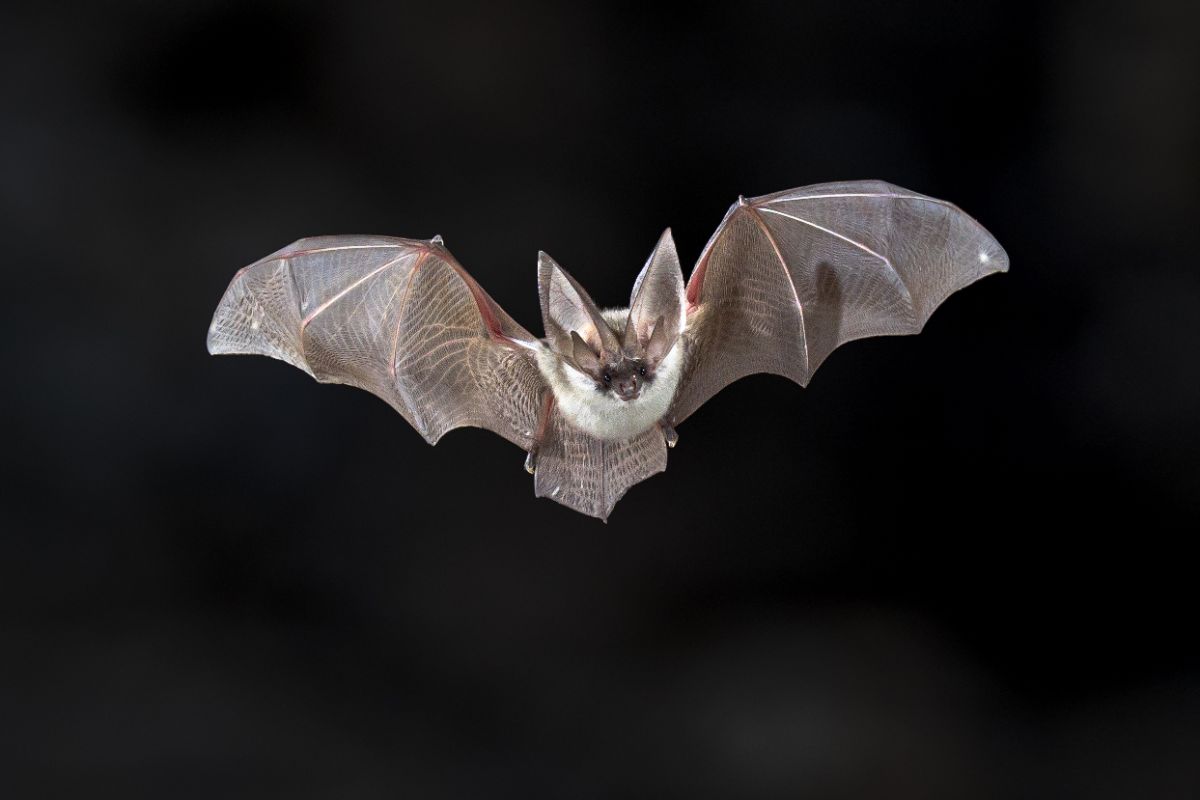 A bat flies through the air facing the camera