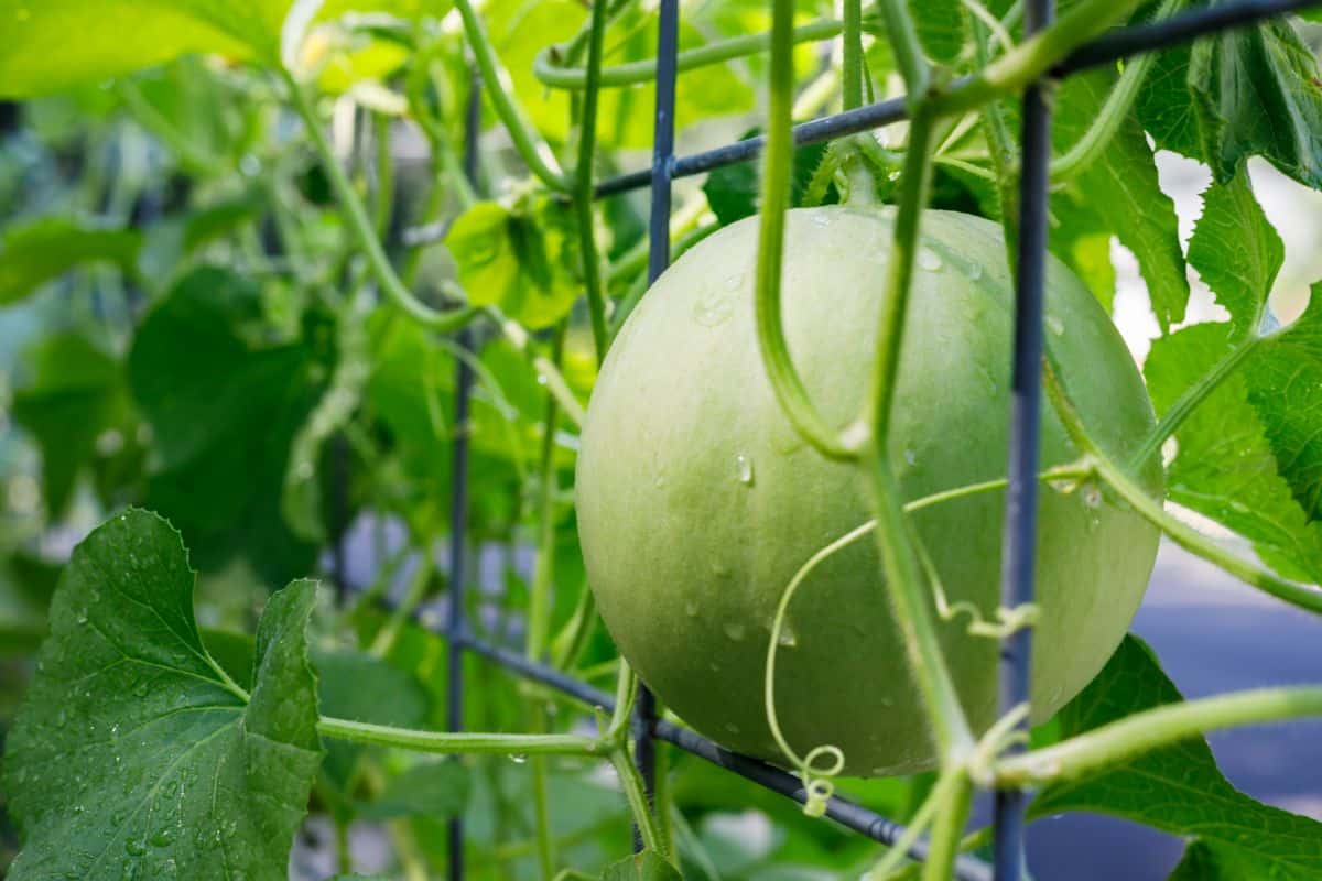 Honeydew melon on a vine