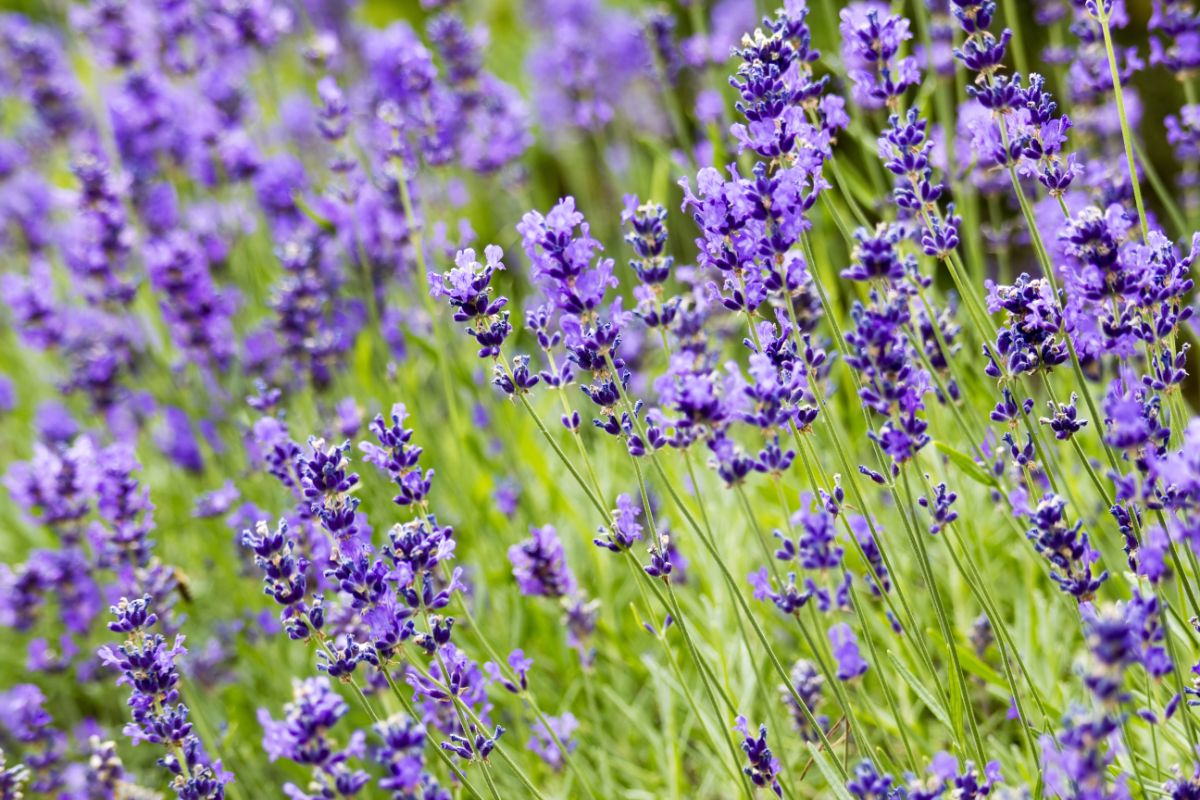 Purple lavender in flower