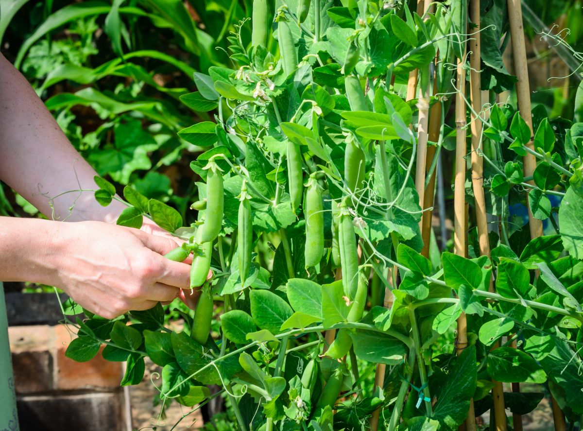 A bumper crop of peas on large, healthy plants