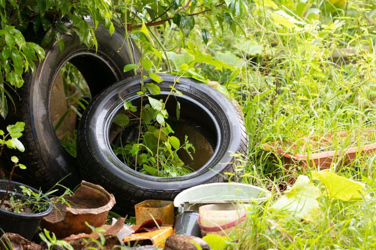 A shady trash pile provides good mosquito cover