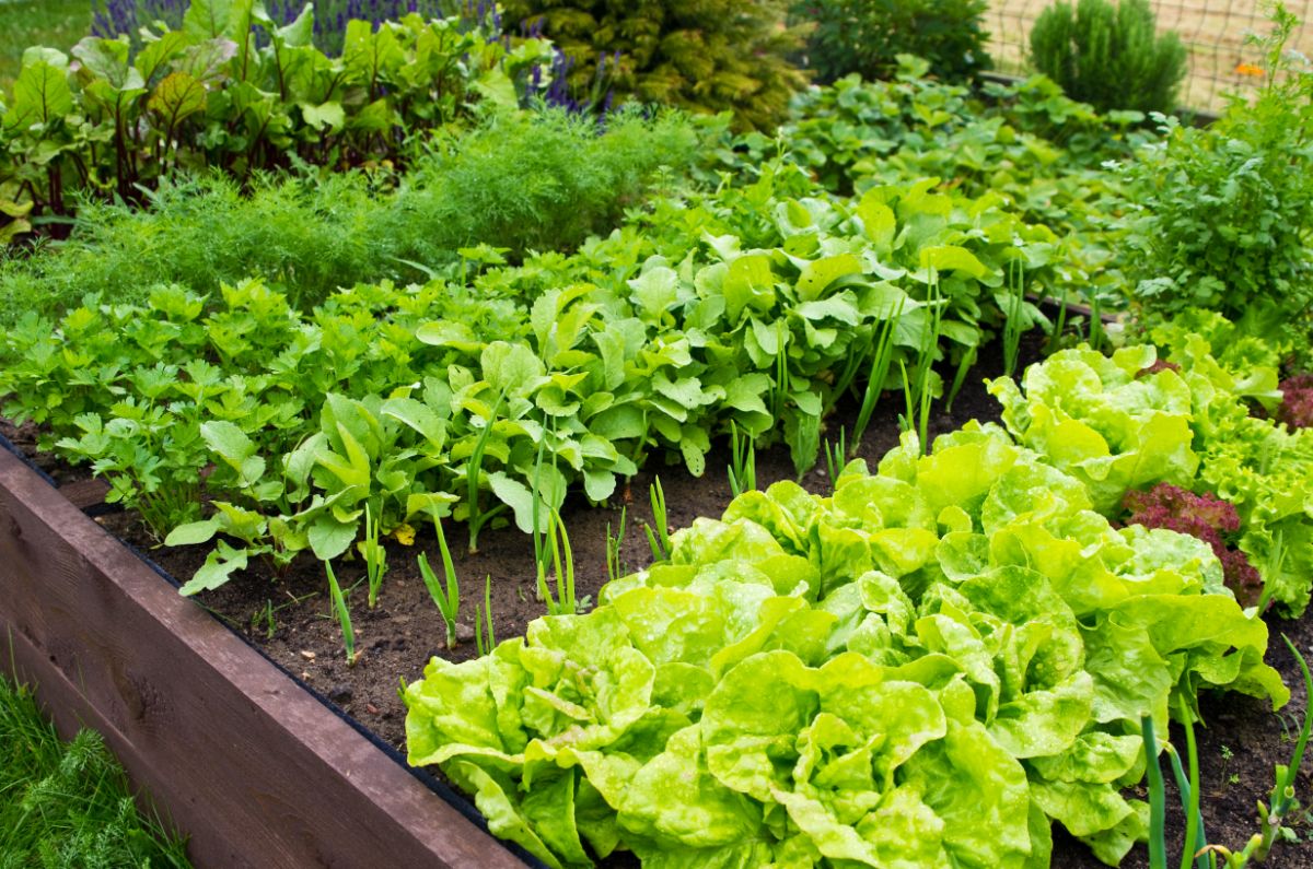 Raised beds in a garden help to reduce weeding and maintenance.