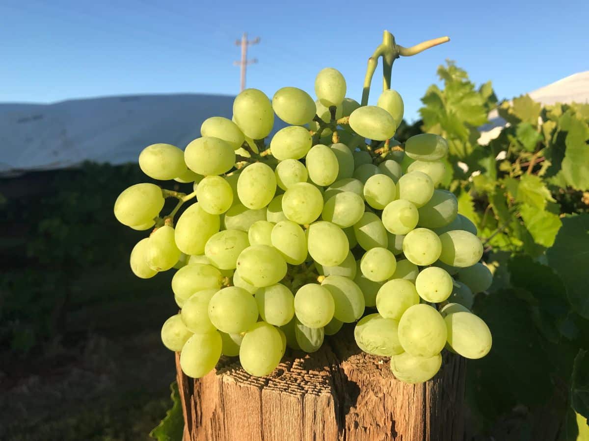 Green Thompson seedless grapes aka Sultanas