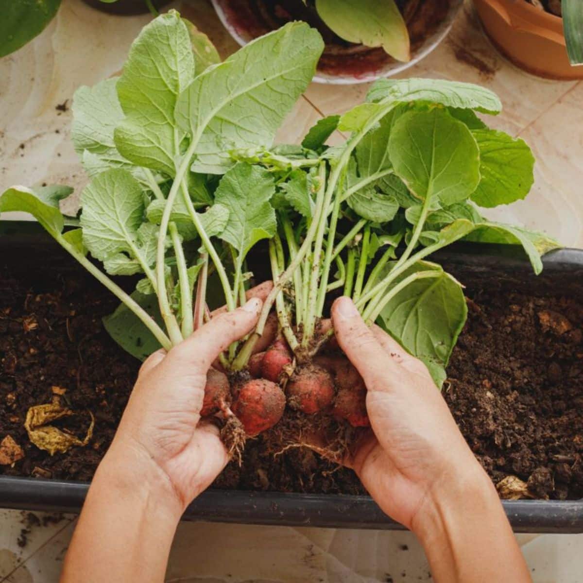 20 Fruits and Vegetables to Grow in a Small Space Container Garden