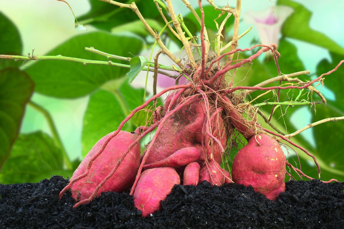 Sweet potatoes grown in a container garden