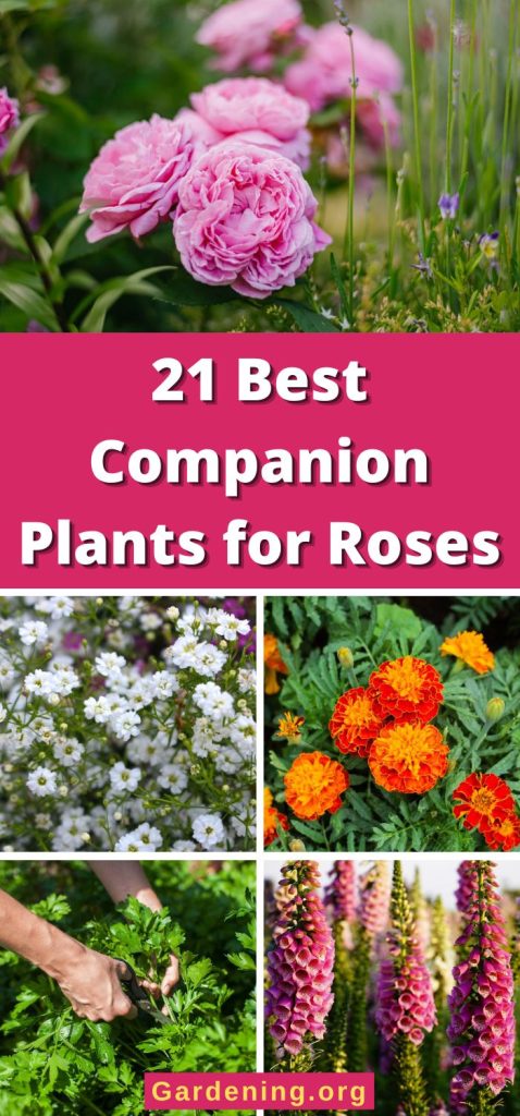 21 Best Companion Plants for Roses pinterest image.