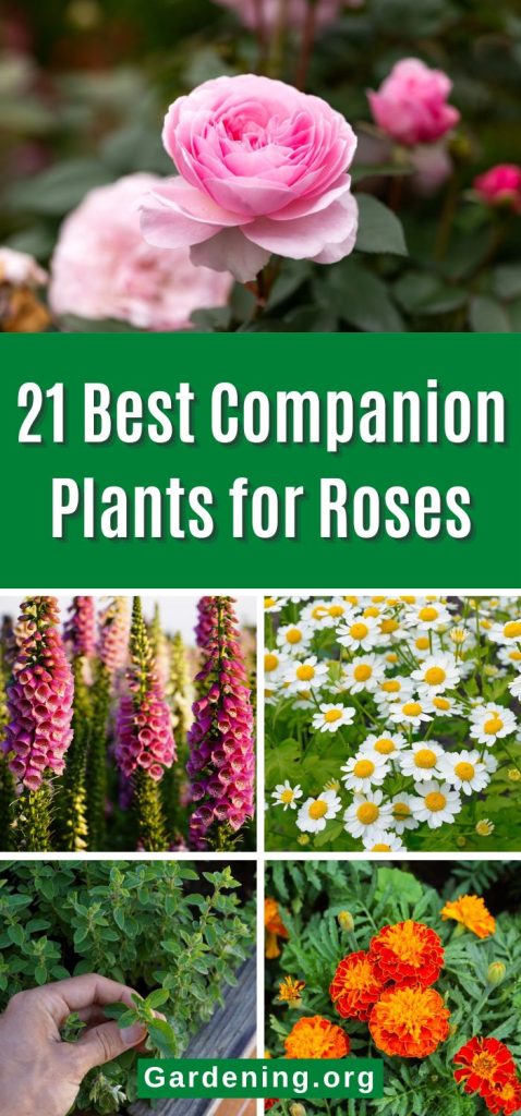 21 Best Companion Plants for Roses pinterest image.