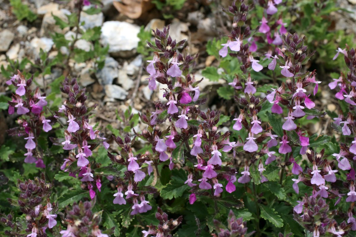 Germander plant with tiny purple flowers