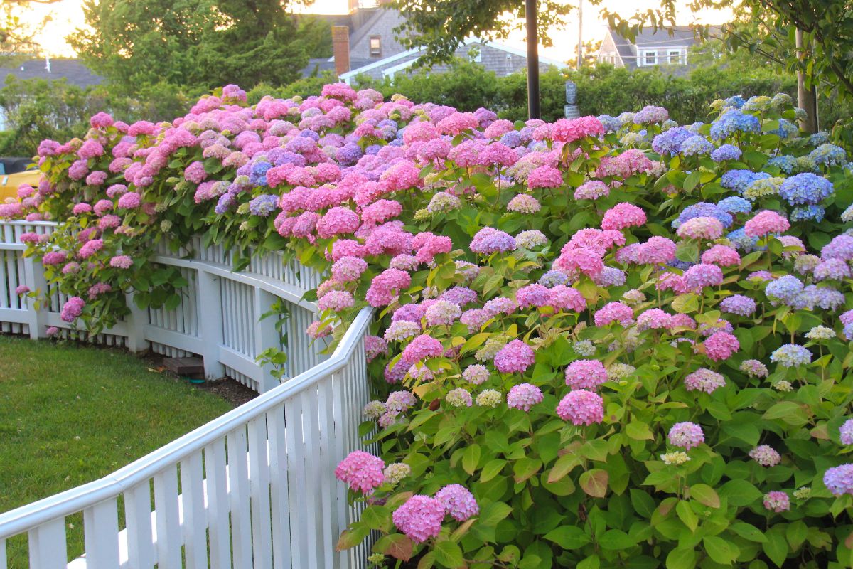 Colorful hydrangeas growing near the ocean