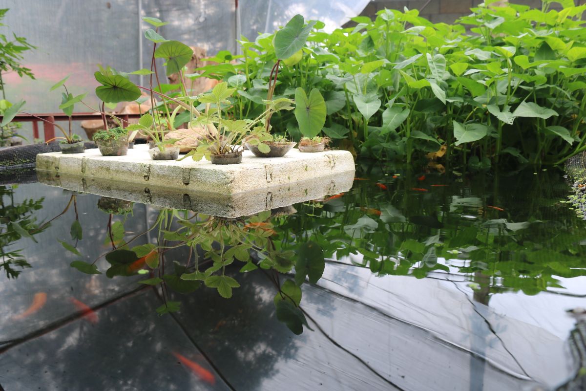 Greenhouse plants grown in a hydroponic system.