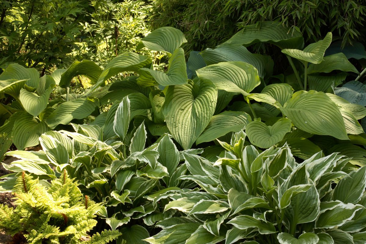 A forest garden planted below a shady tree