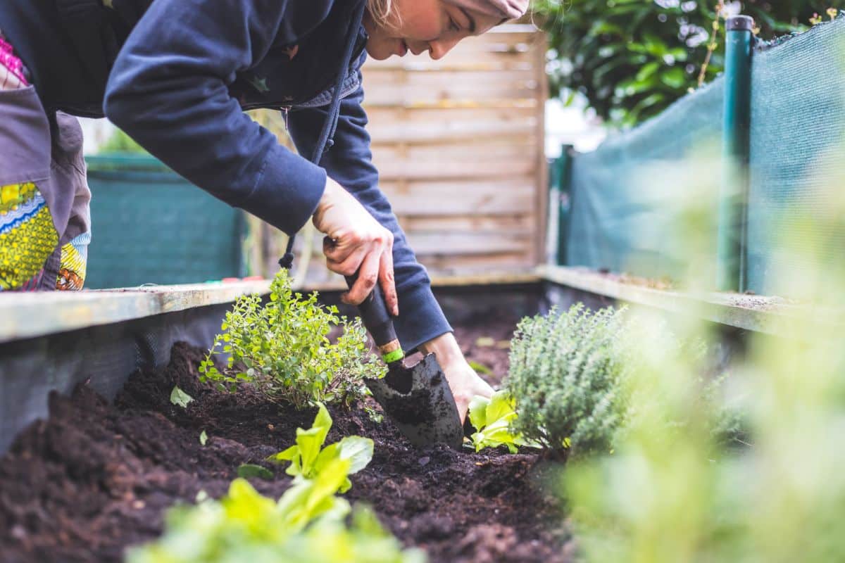 A kitchen garden housed outside a kitchen door