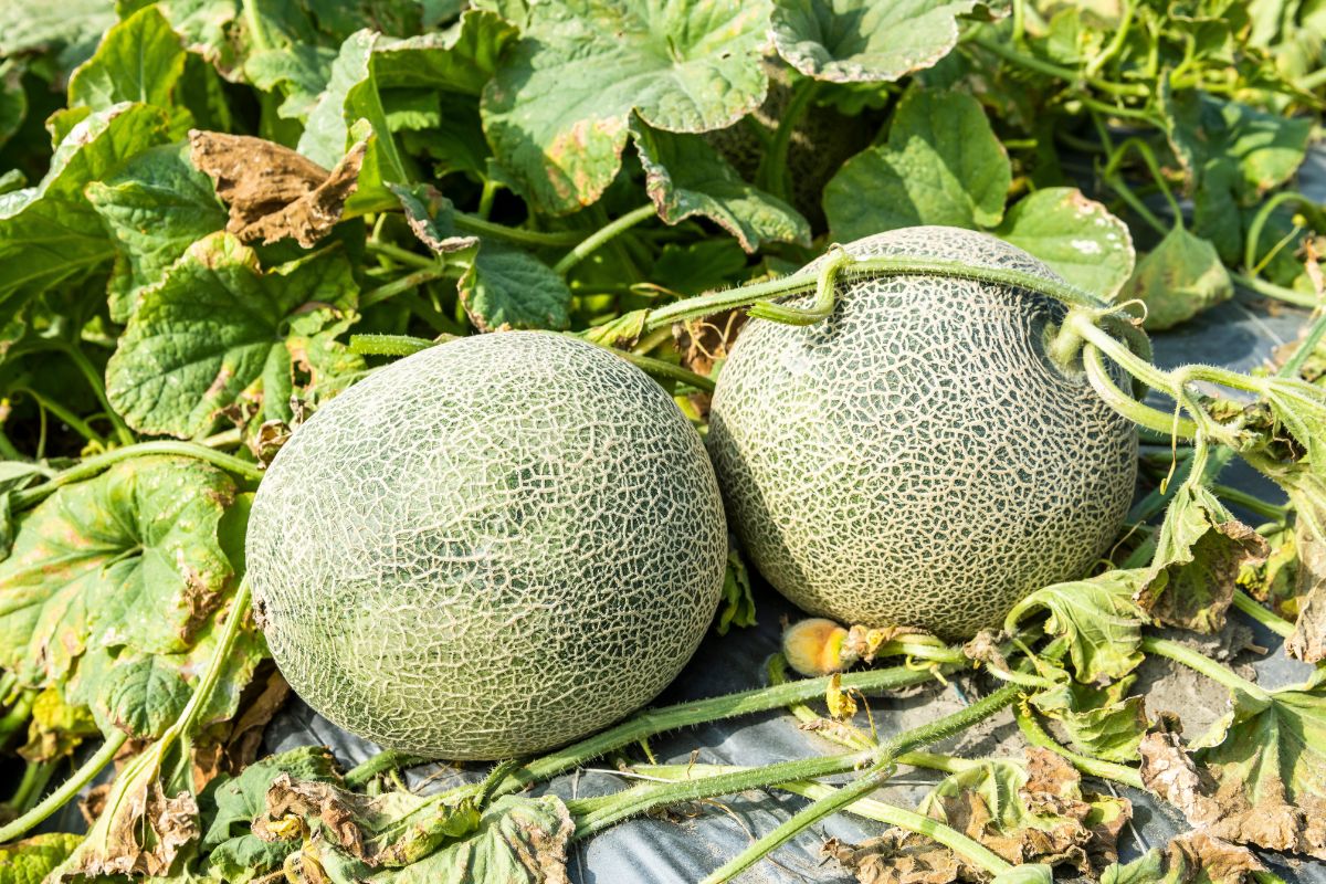 Cantaloupe growing in the garden