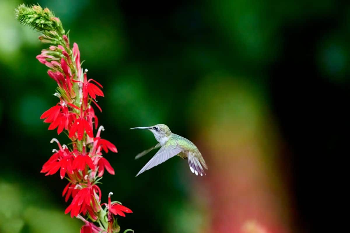 A hummingbird eats from a red cardinal flower