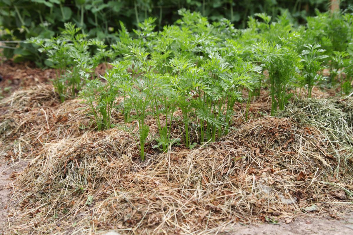 Mulch in a carrot patch keeps weeds at bay.