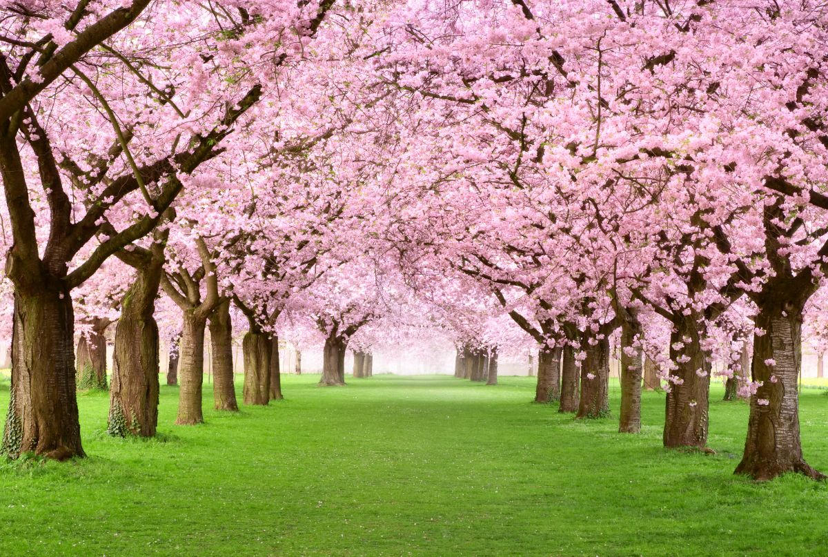 A large grassy orchard of pink blossomed cherry trees