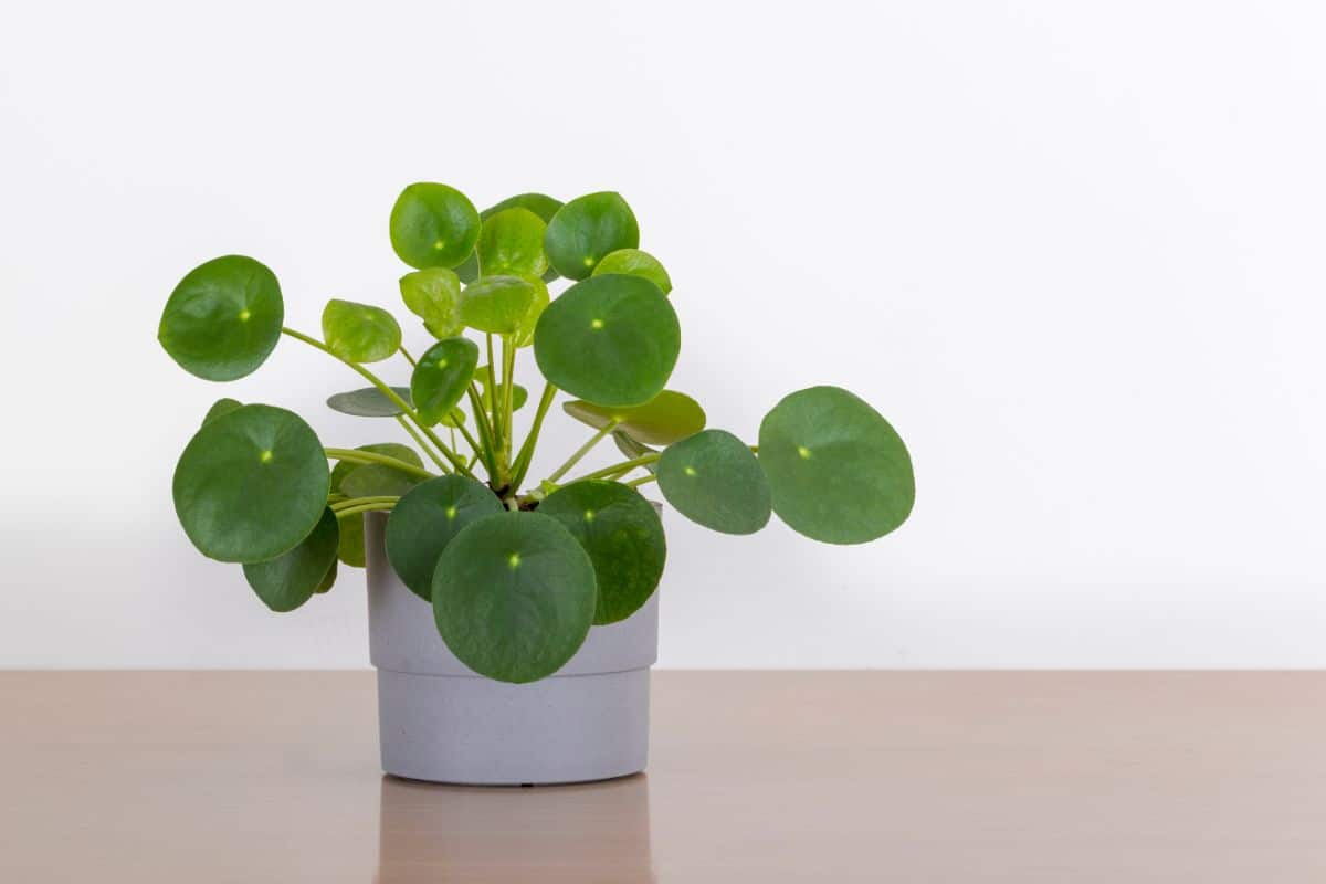 Potted Chinese money plant