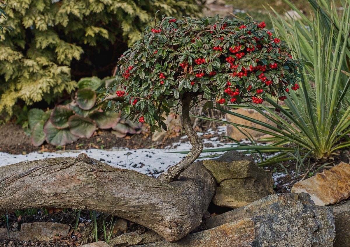 A well-shaped cotoneaster bonsai