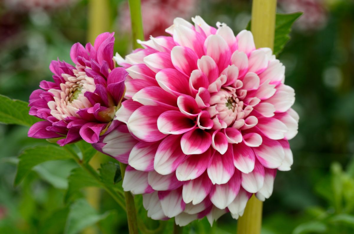 Perfect pink dahlias cut for a vase
