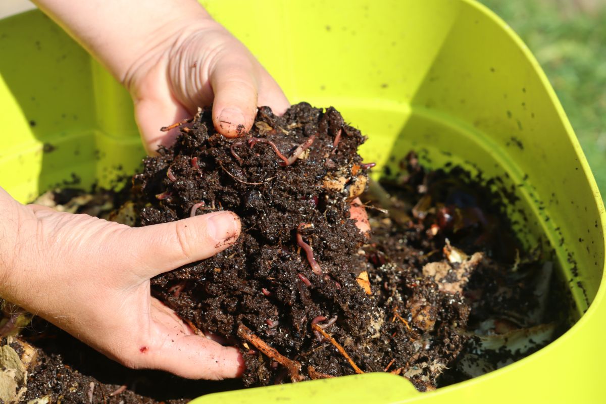 Worms in composting soil